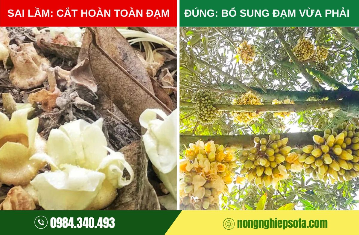 dinh dưỡng giai đoạn làm bông sầu riêng
