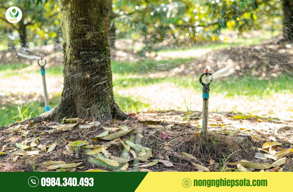 dinh dưỡng giai đoạn làm bông sầu riêng