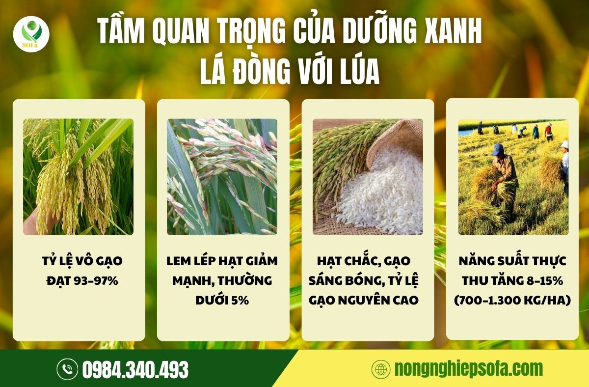 Bí quyết kích thích vô gạo, dưỡng xanh lá đòng, nâng cao năng suất lúa với Nutri Super 1 dưỡng xanh lá đòng