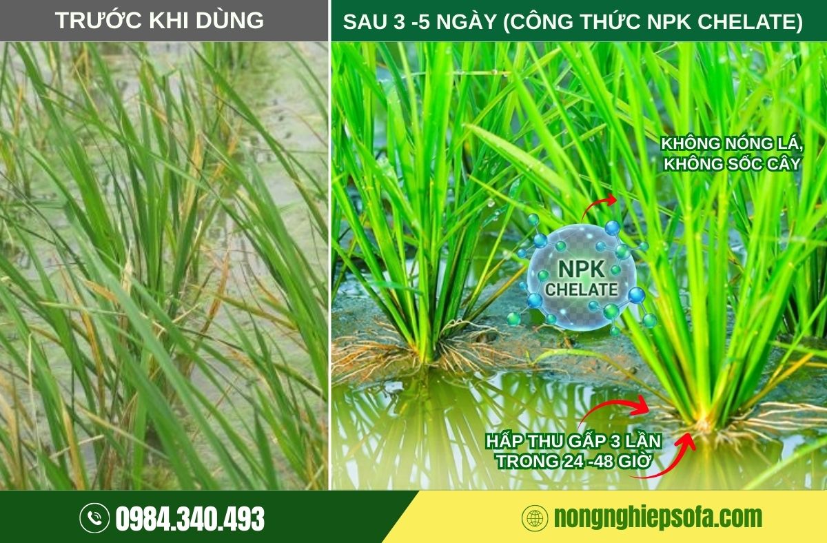 Bí quyết kích thích vô gạo, dưỡng xanh lá đòng, nâng cao năng suất lúa với Nutri Super 2 dưỡng xanh lá đòng