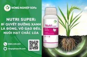 dưỡng xanh lá đồng