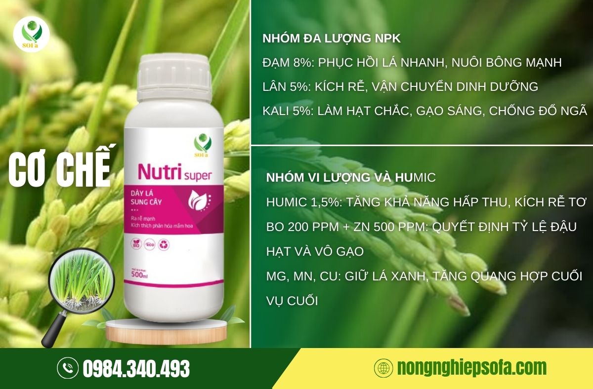 Bí quyết kích thích vô gạo, dưỡng xanh lá đòng, nâng cao năng suất lúa với Nutri Super 3 dưỡng xanh lá đòng