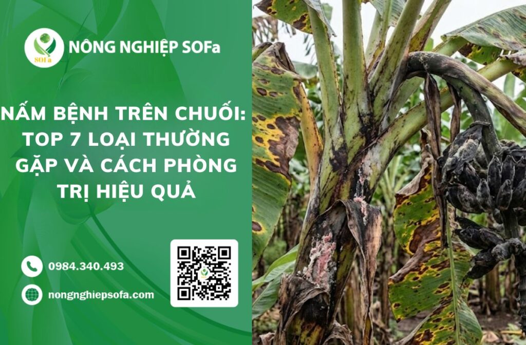 nấm bệnh trên chuối