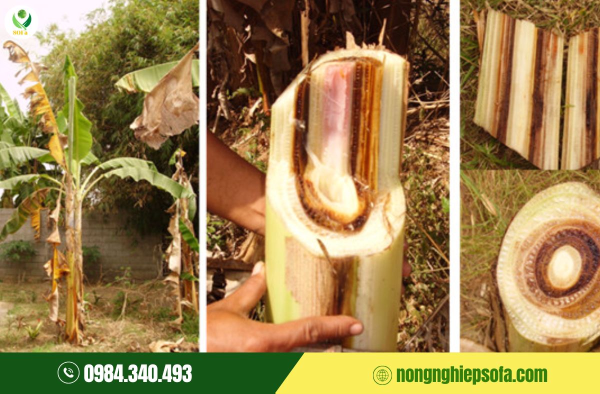 Nấm bệnh trên chuối: Top 7 loại thường gặp và cách phòng trị hiệu quả 1 nấm bệnh trên chuối