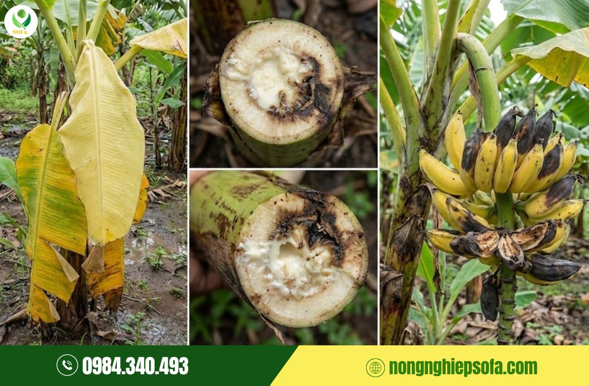 Nấm bệnh trên chuối: Top 7 loại thường gặp và cách phòng trị hiệu quả 2 nấm bệnh trên chuối