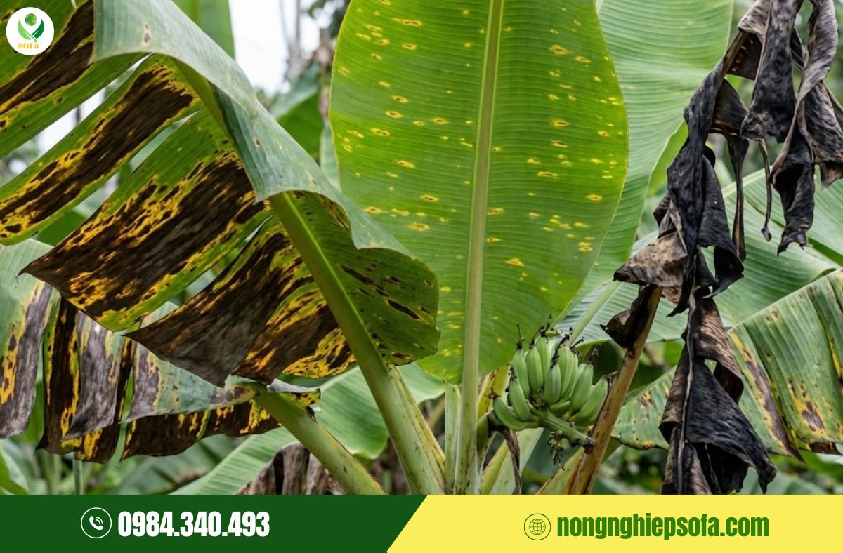 Nấm bệnh trên chuối: Top 7 loại thường gặp và cách phòng trị hiệu quả 3 nấm bệnh trên chuối