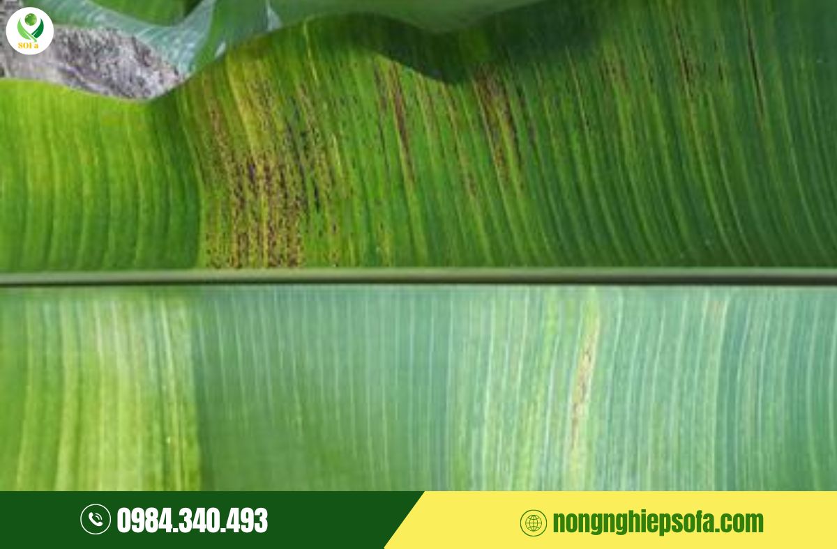 Nấm bệnh trên chuối: Top 7 loại thường gặp và cách phòng trị hiệu quả 4 nấm bệnh trên chuối