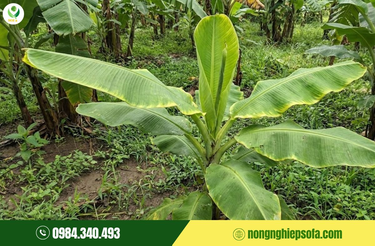 Nấm bệnh trên chuối: Top 7 loại thường gặp và cách phòng trị hiệu quả 5 nấm bệnh trên chuối