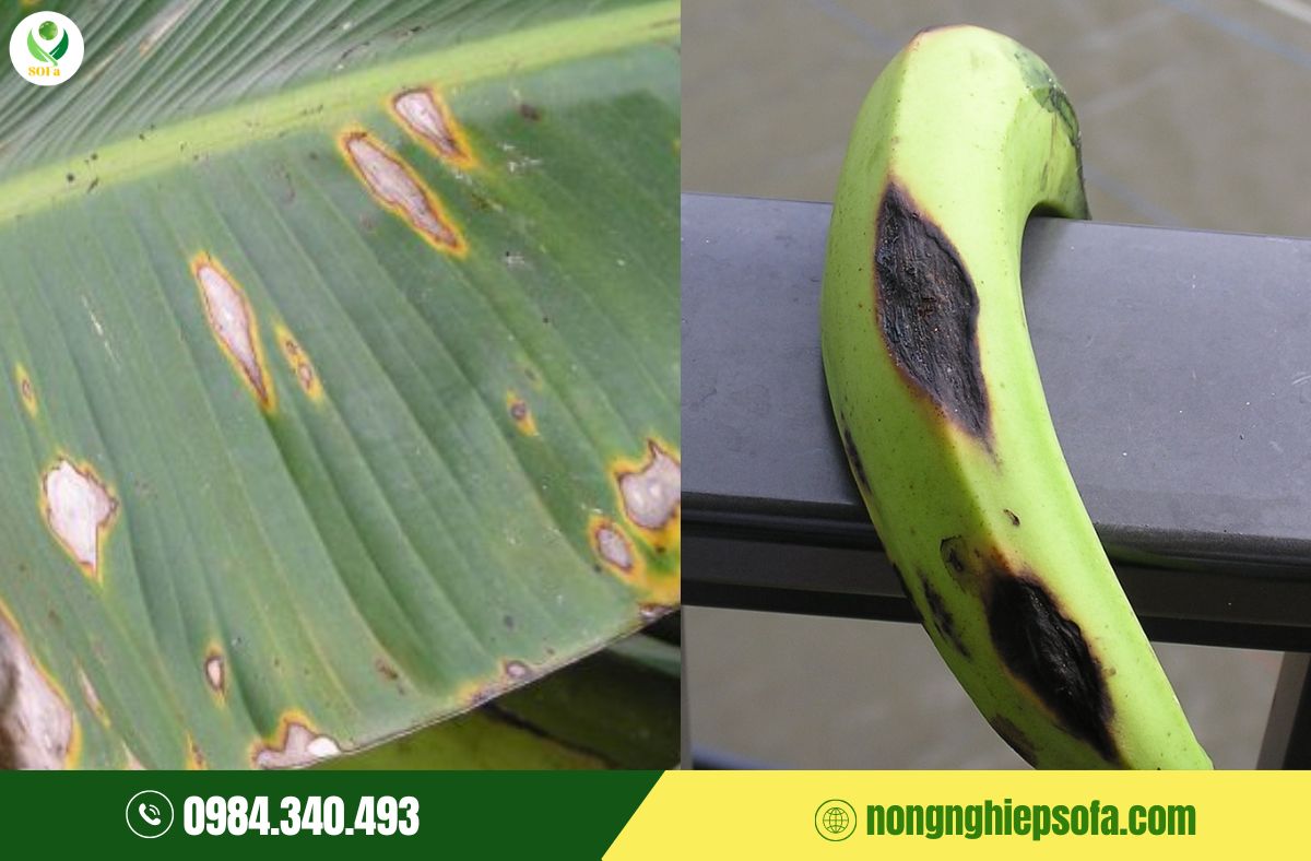 Nấm bệnh trên chuối: Top 7 loại thường gặp và cách phòng trị hiệu quả 6 nấm bệnh trên chuối