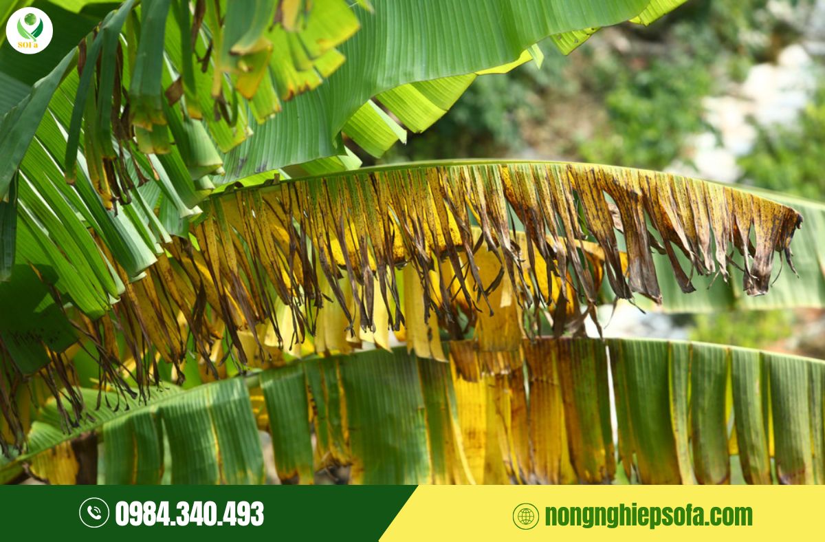 Nấm bệnh trên chuối: Top 7 loại thường gặp và cách phòng trị hiệu quả 7 nấm bệnh trên chuối