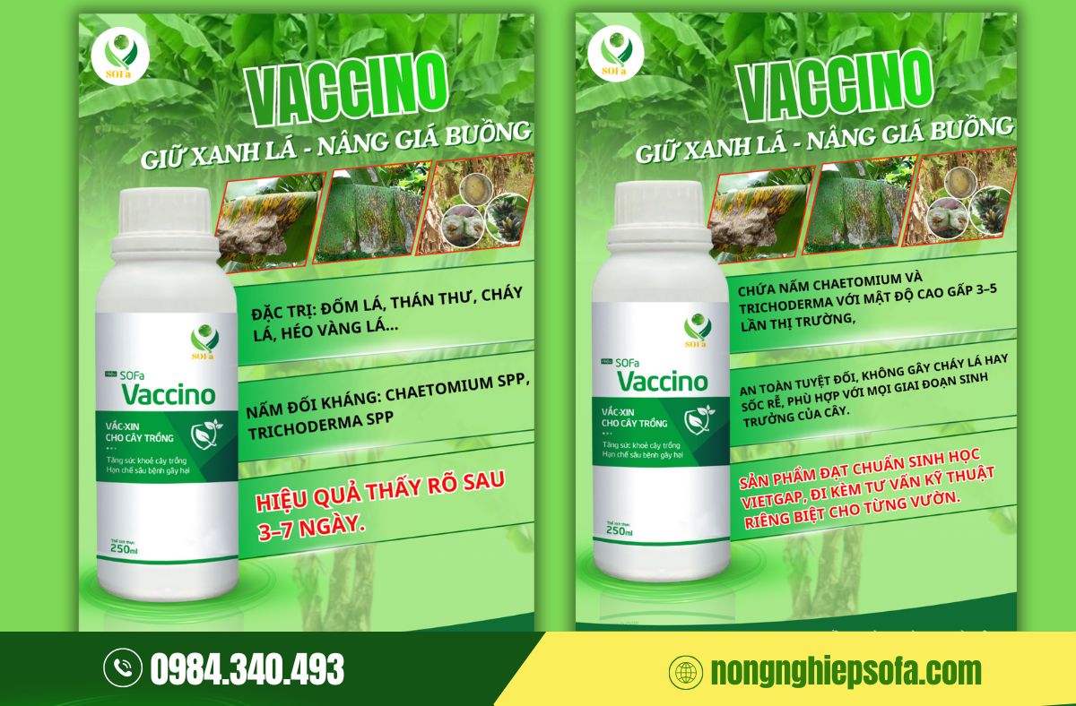 Nấm bệnh trên chuối: Top 7 loại thường gặp và cách phòng trị hiệu quả 8 nấm bệnh trên chuối