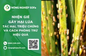 nhện gié gây hại lúa