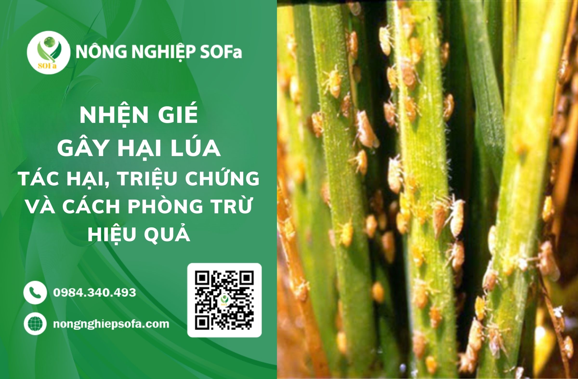 nhện gié gây hại lúa