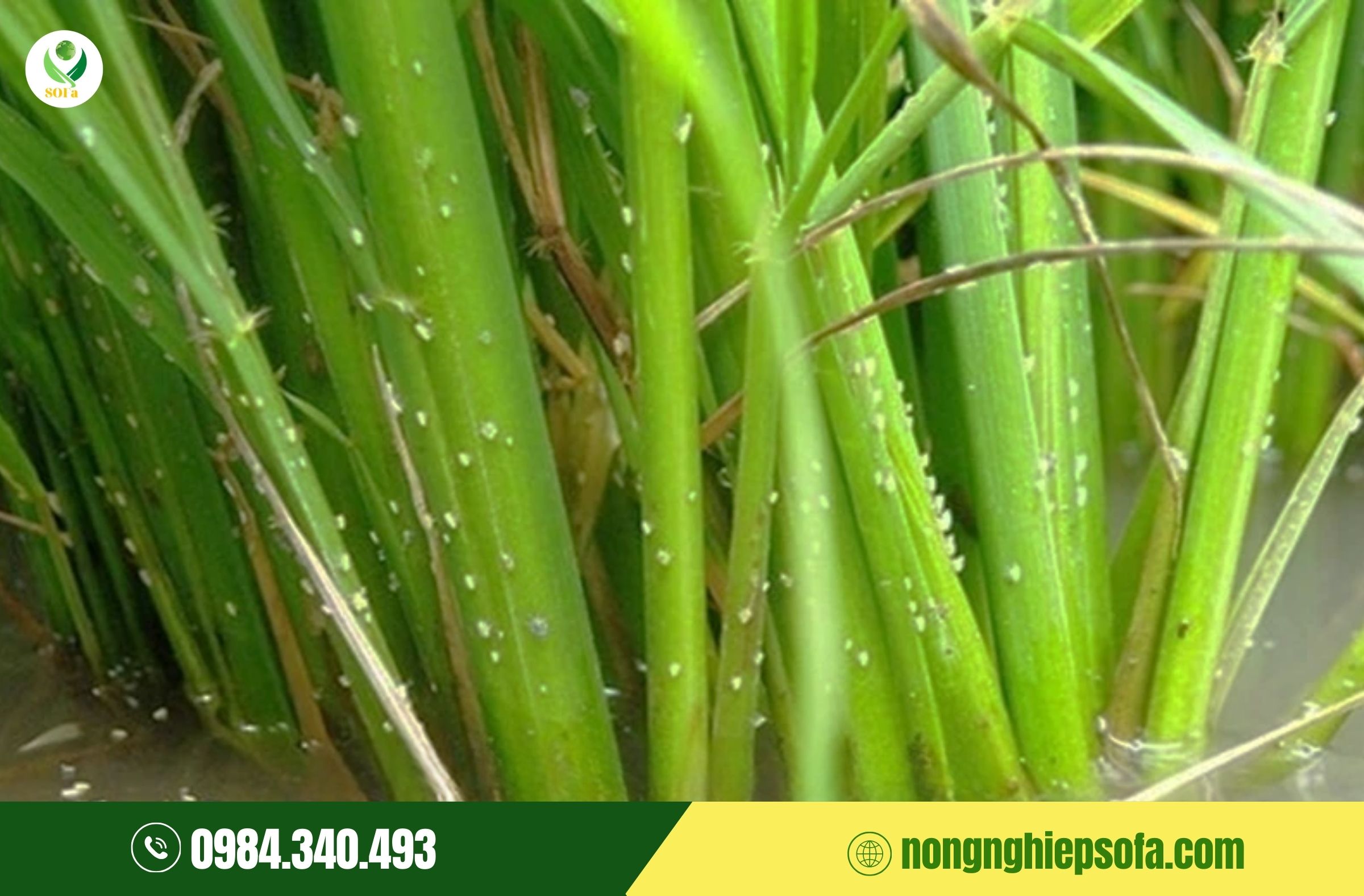 nhện gié gây hại lúa