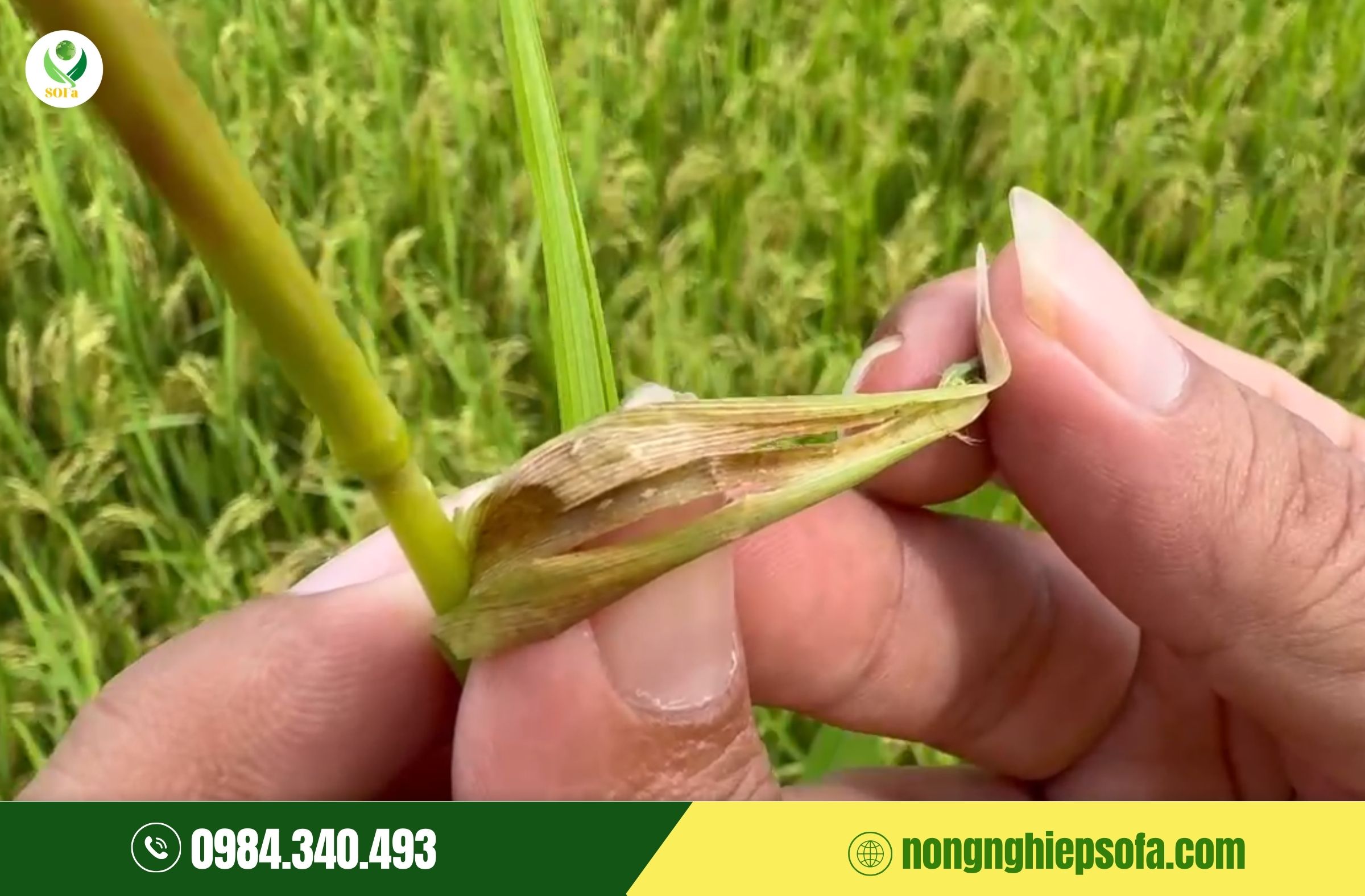 nhện gié gây hại lúa