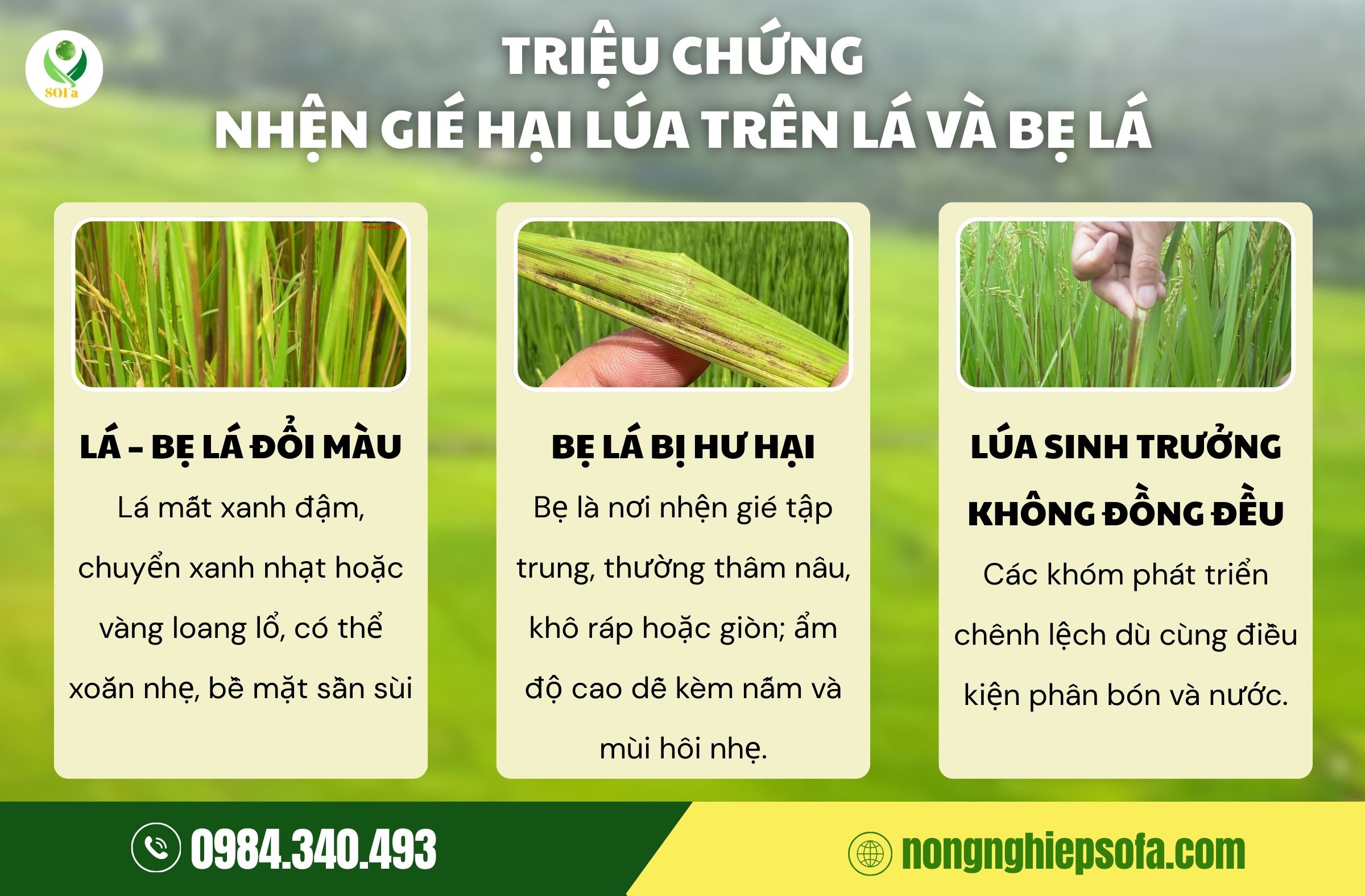 nhện gié gây hại lúa