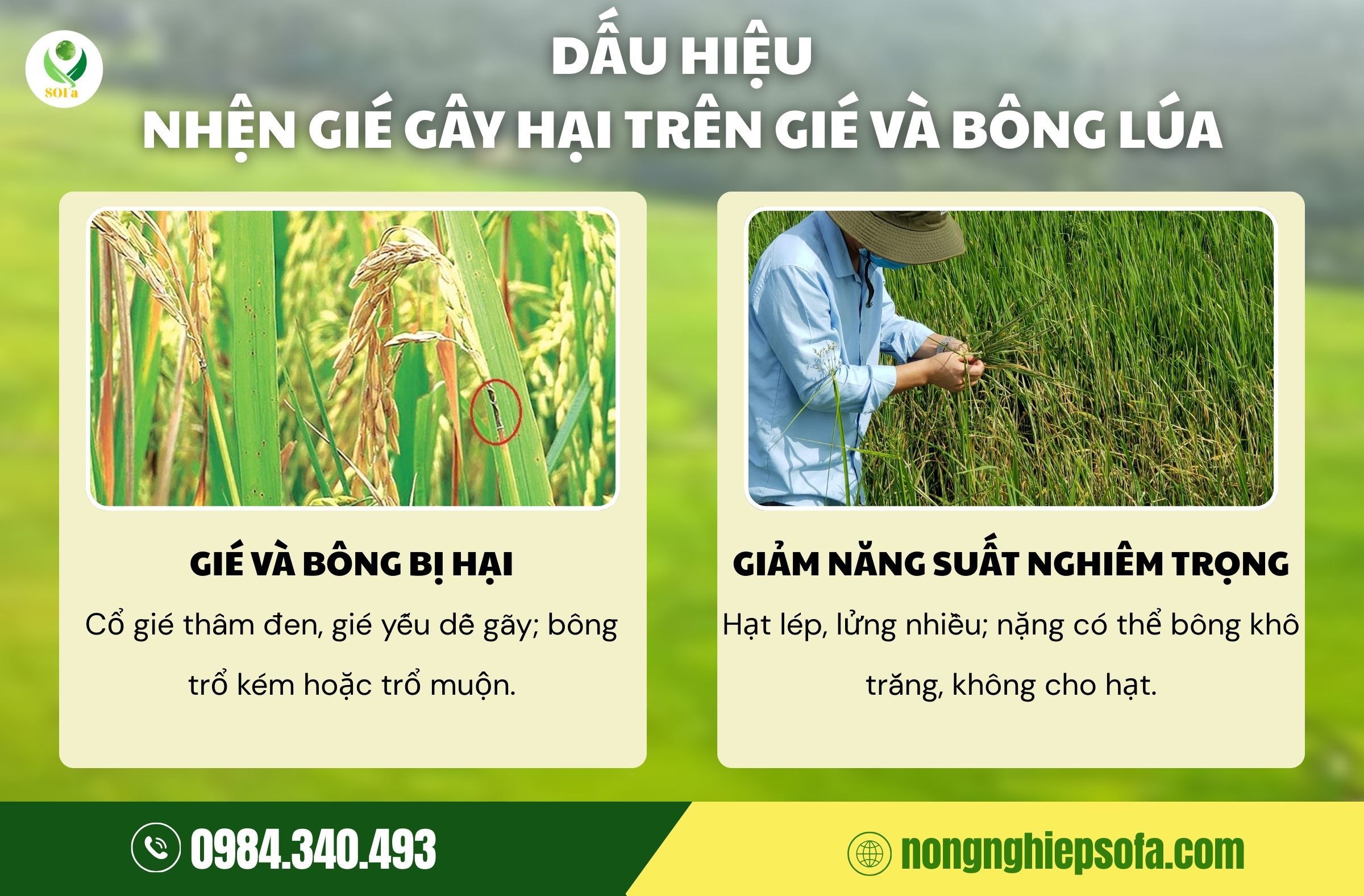 nhện gié gây hại lúa