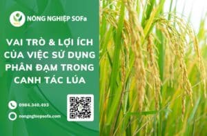 sử dụng phân đạm trong canh tác lúa
