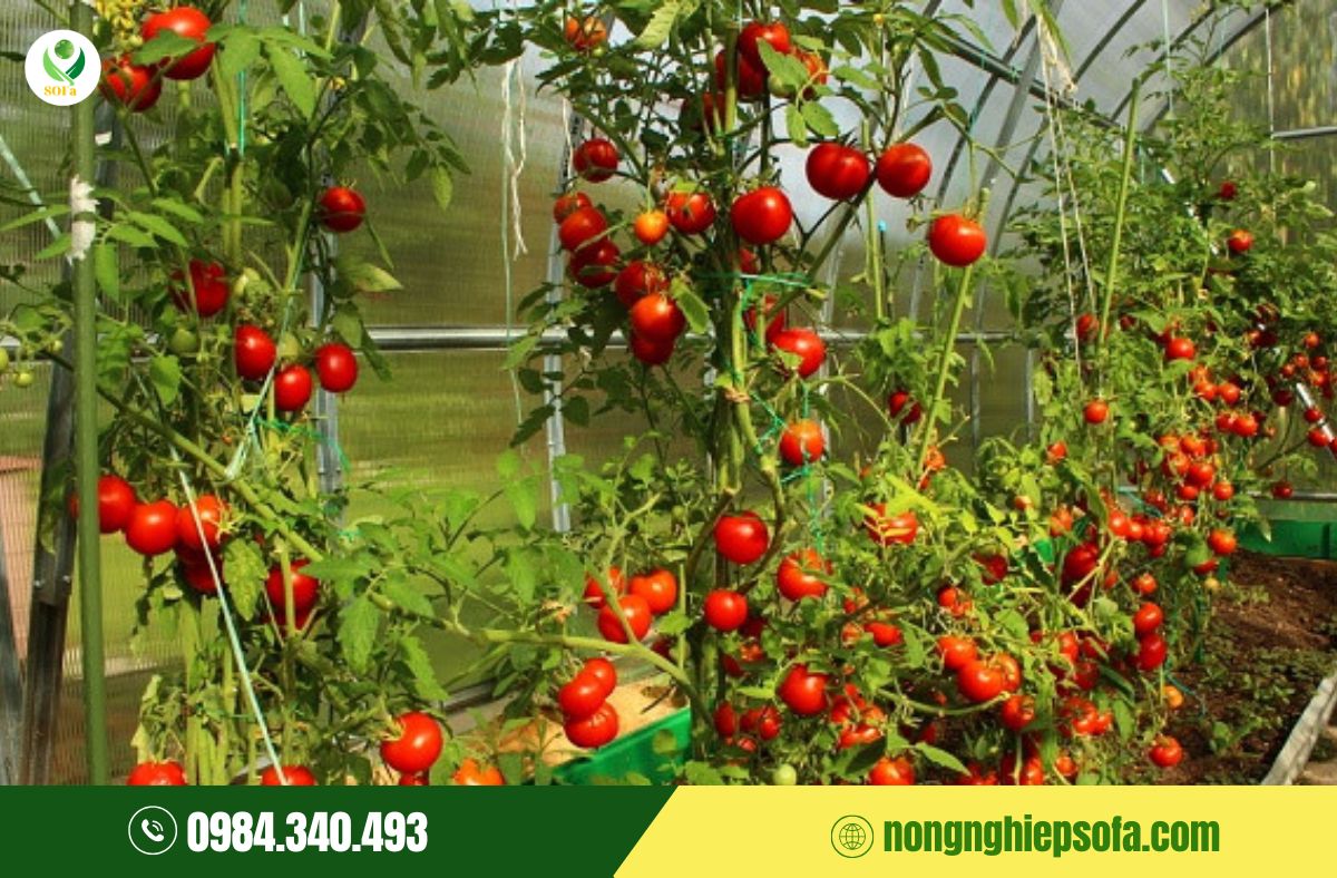 phun gì để cà chua lên màu đẹp 