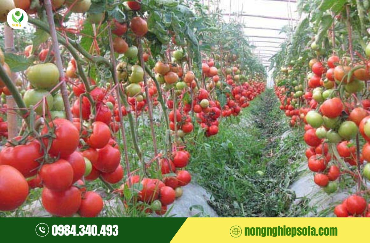 phun gì để cà phê lên màu đẹp 