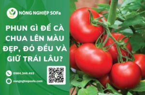 phun gì để cà chua lên màu đẹp