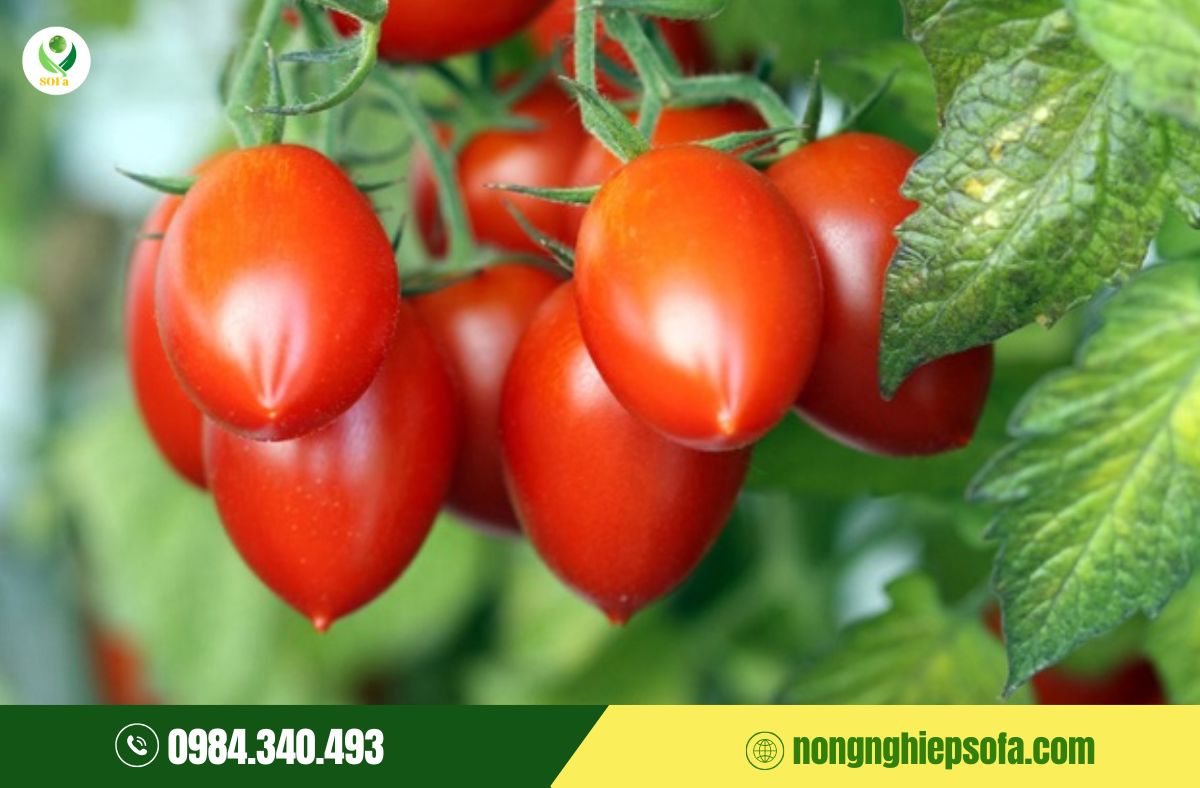 phun gì để cà chua lên màu đẹp