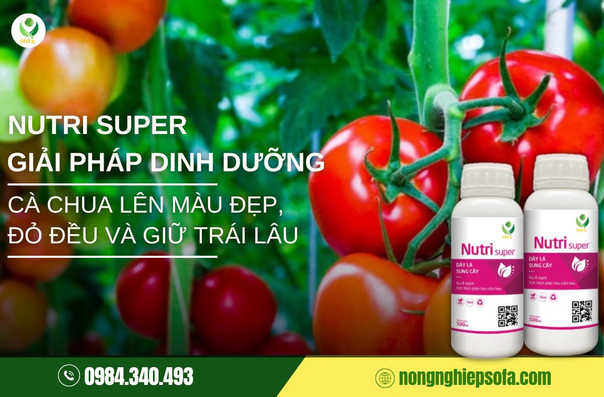 phun gì để cà chua lên màu đẹp