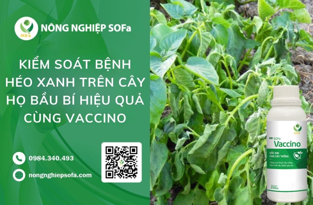bệnh héo xanh trên cây họ bầu bí