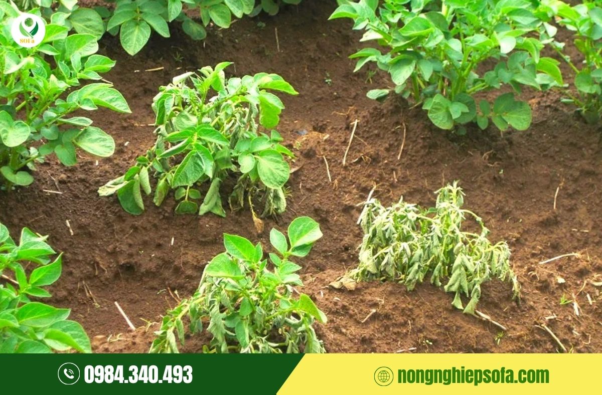 bệnh héo xanh trên cây họ bầu bí