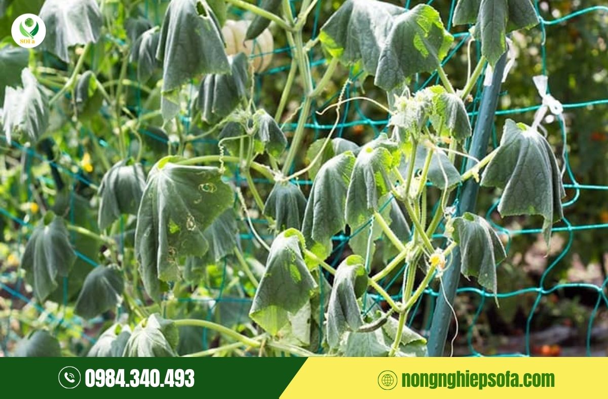 bệnh héo xanh trên cây họ bầu bí