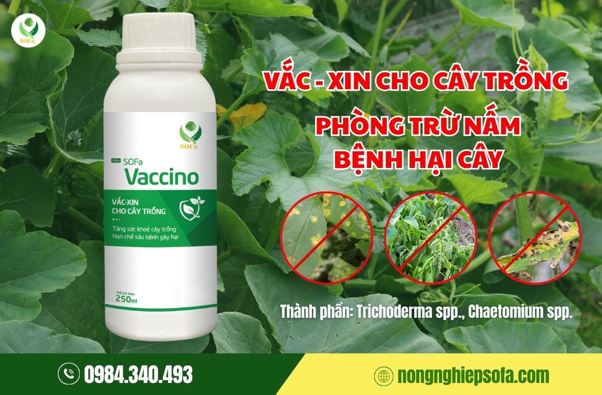 bệnh héo xanh trên cây họ bầu bí