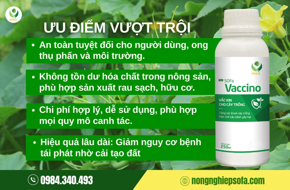 bệnh héo xanh trên cây họ bầu bí