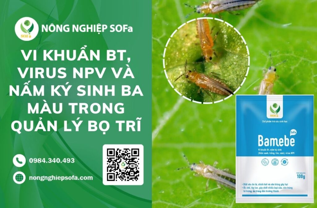 bọ trĩ