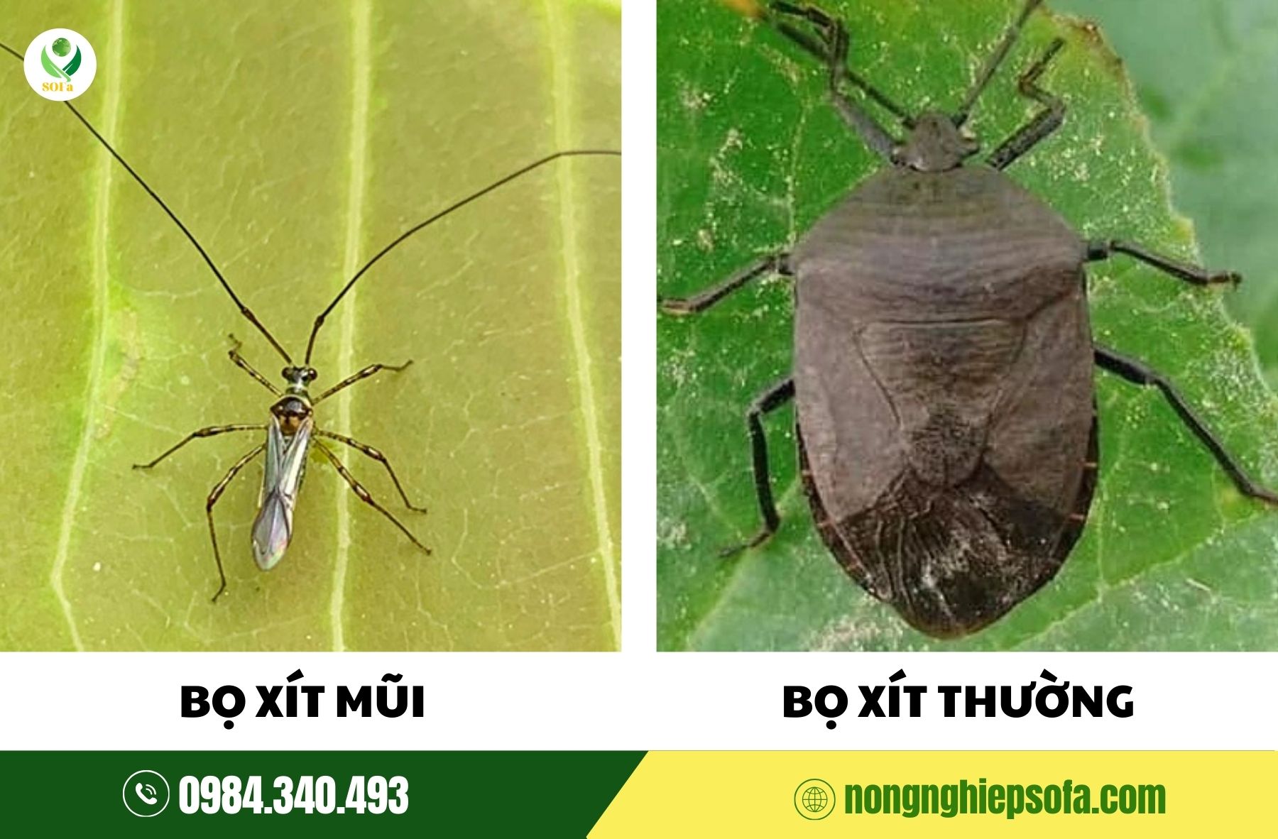 Bọ xít mũi hại sầu riêng