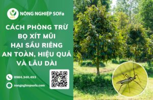 bọ xít mũi hại sầu riêng