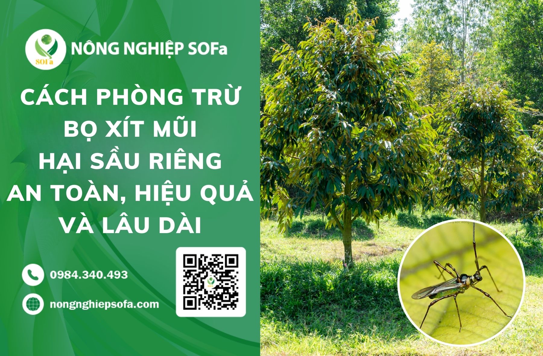 bọ xít mũi hại sầu riêng