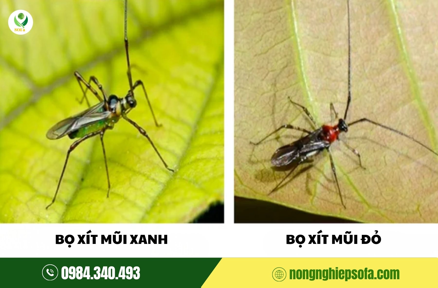 Bọ xít mũi hại sầu riêng