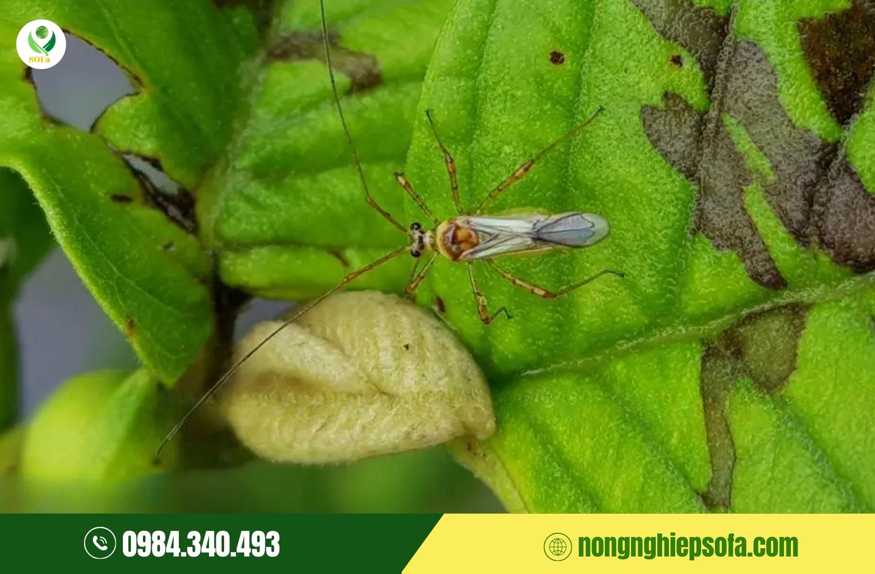 Bọ xít mũi hại sầu riêng