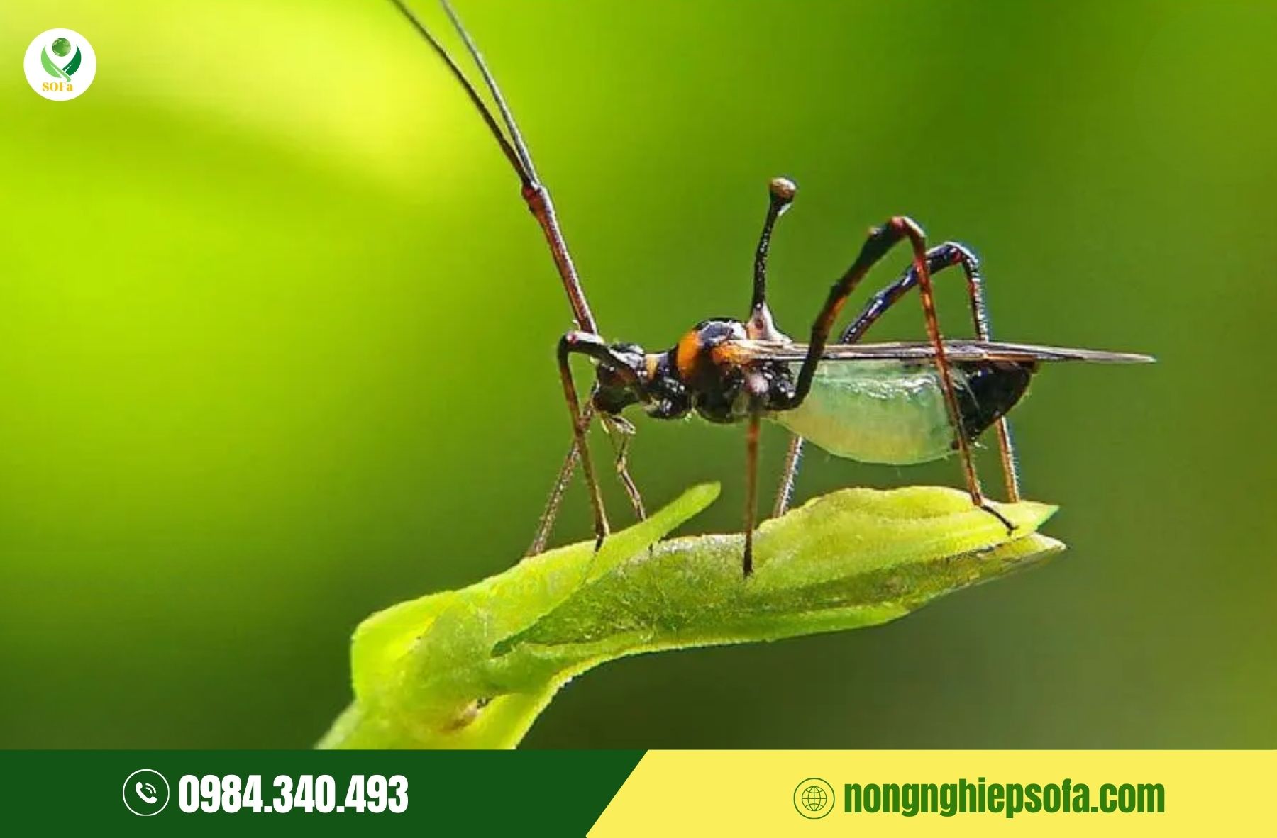 Bọ xít mũi hại sầu riêng