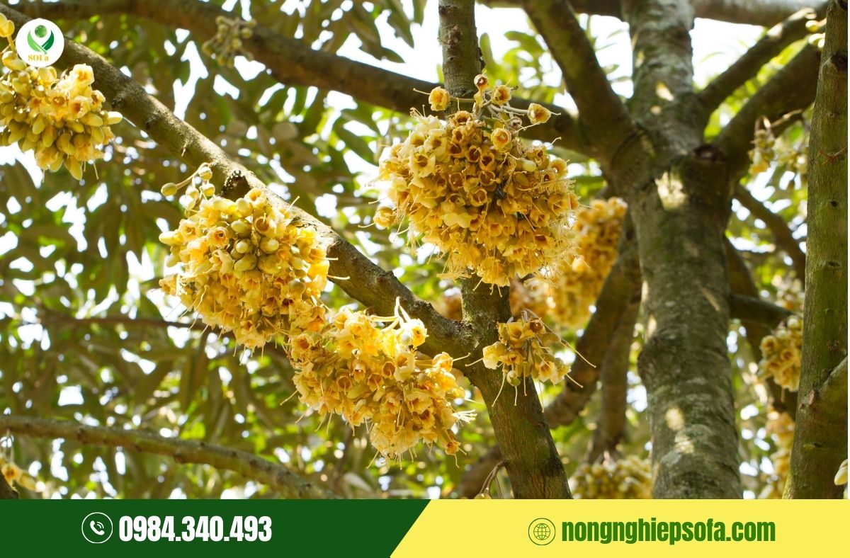 cách tỉa bông sầu riêng