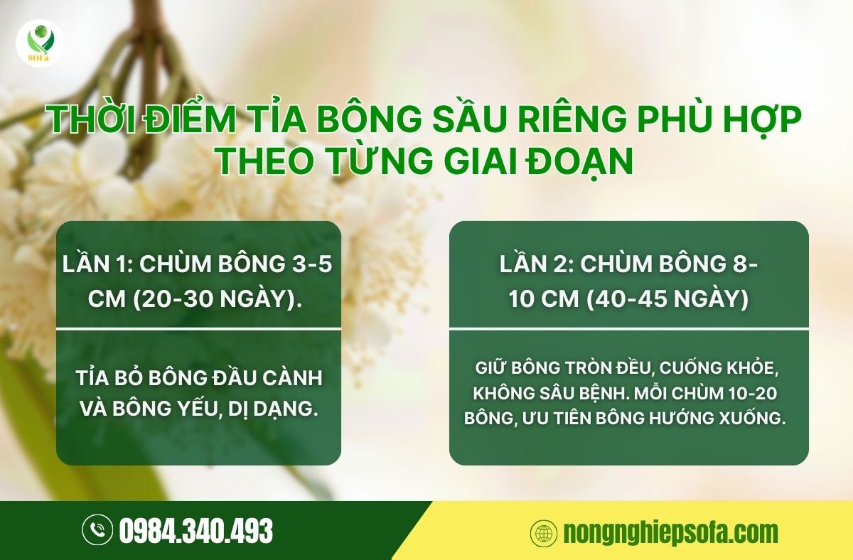 cách tỉa bông sầu riêng