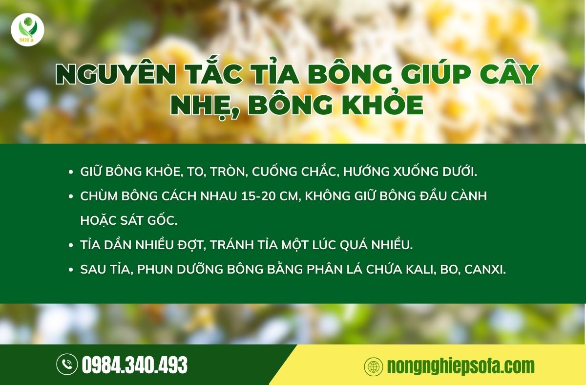 cách tỉa bông sầu riêng