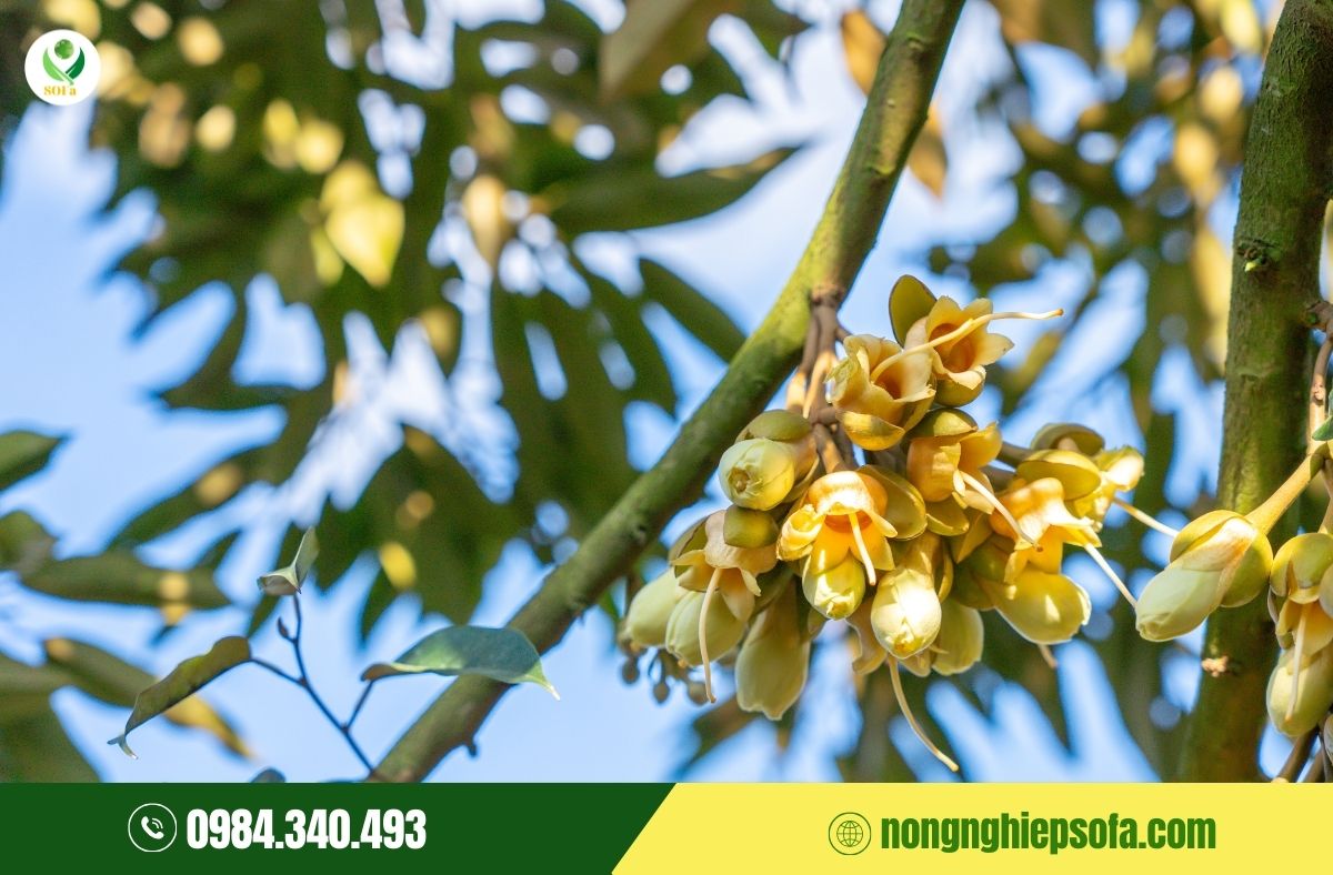 cách tải bông sầu riêng