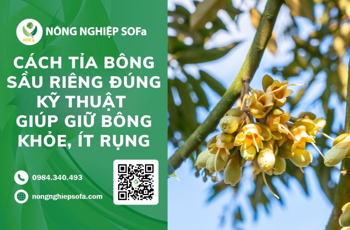 cách tải bông sầu riêng
