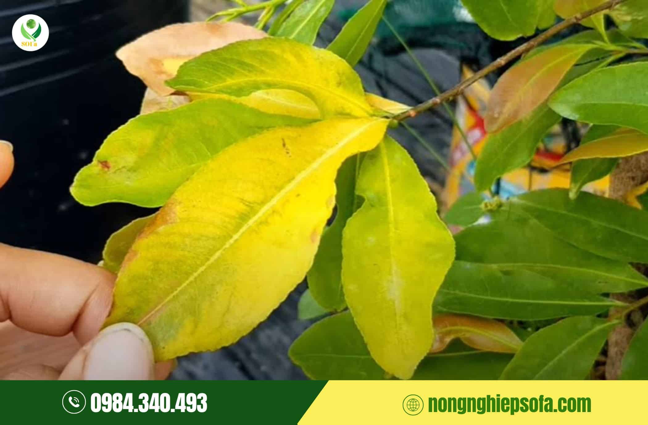 hoa mai bị vàng lá trước Tết