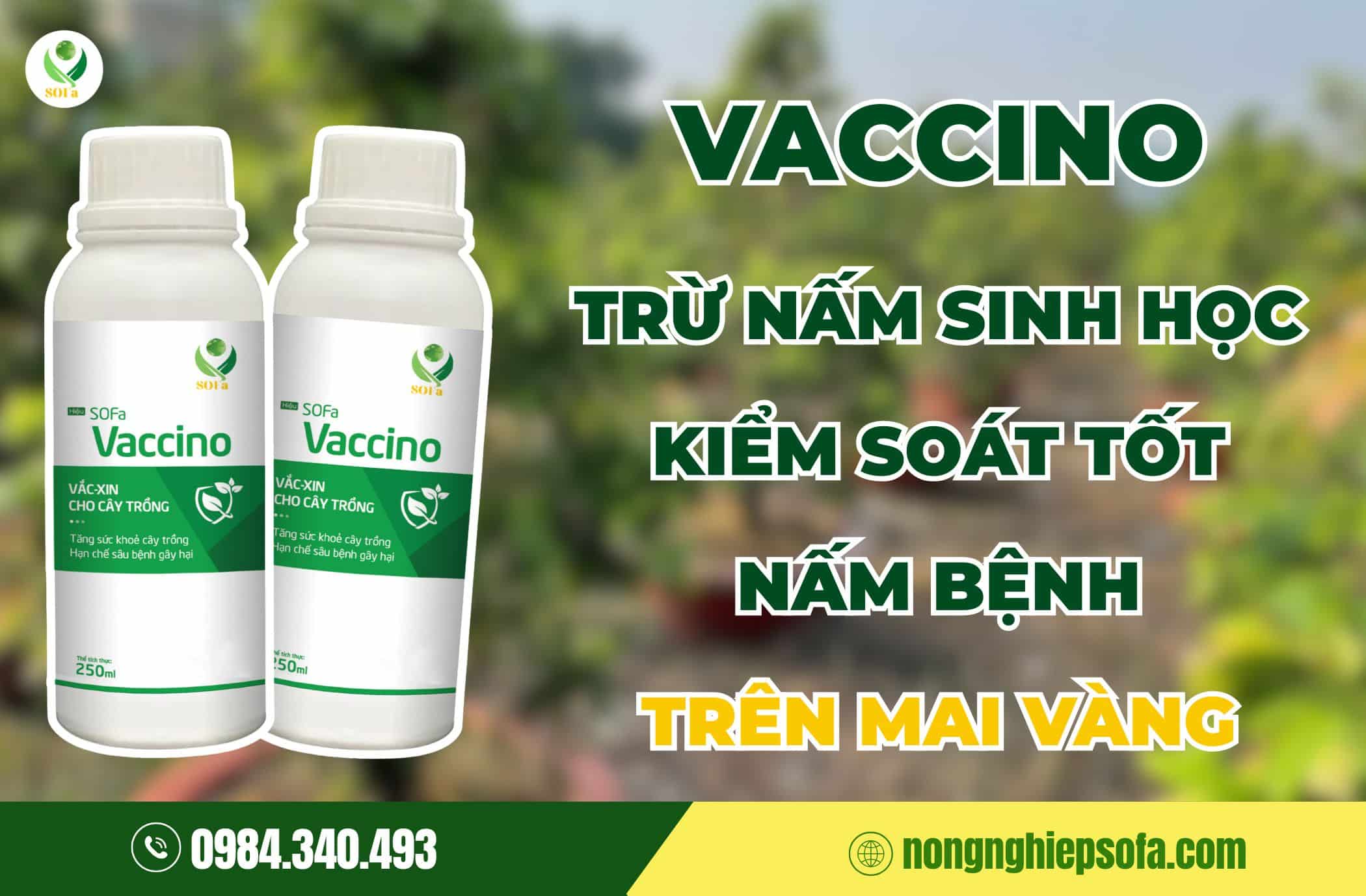 hoa mai bị vàng lá trước Tết