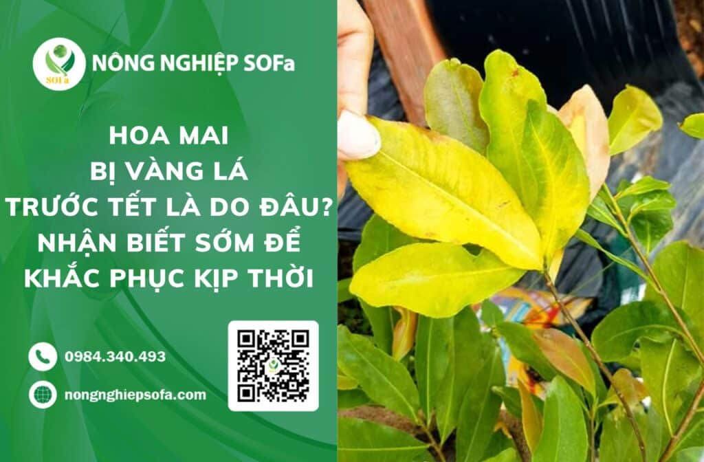 hoa mai bị vàng lá trước Tết