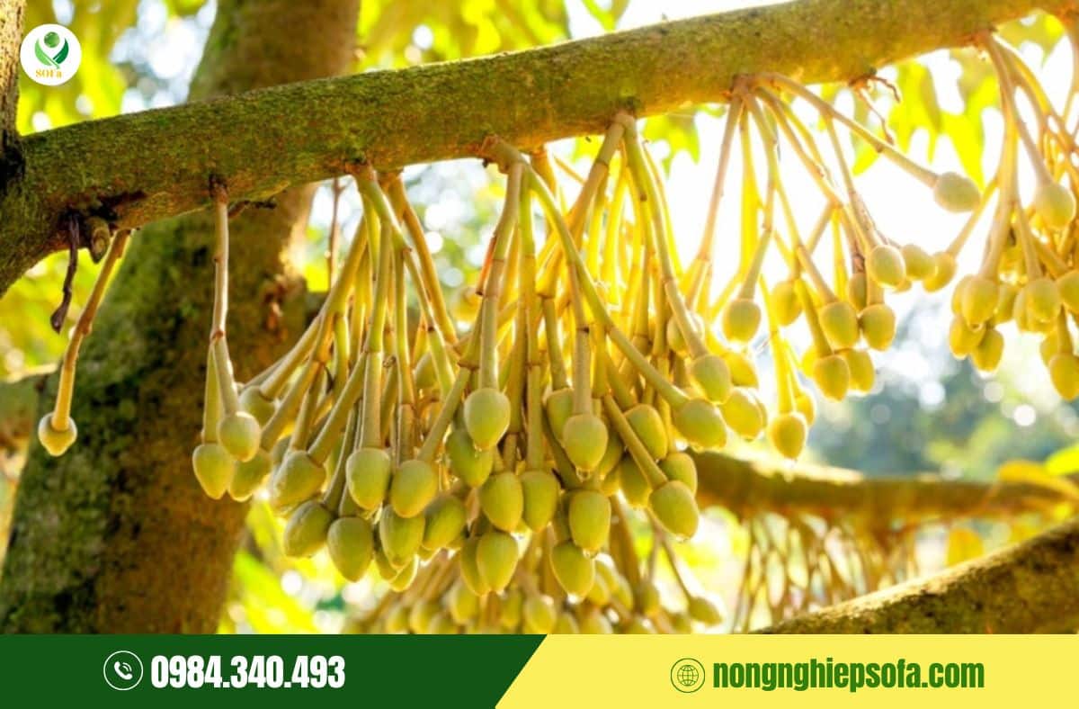 kích phát tố và phá miên trạng