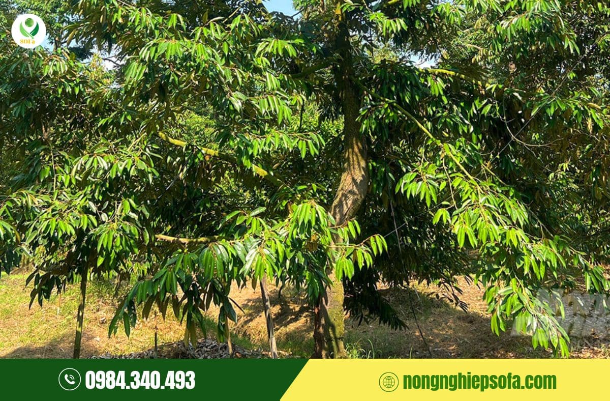 phá miên trạng sầu riêng