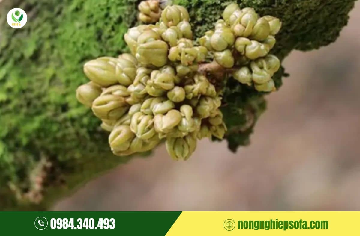 kích phát tố và phá miên trạng